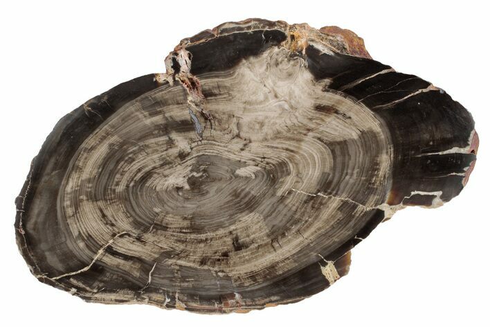 Cretaceous Petrified Wood (Aruacaria) Round - Australia #239858